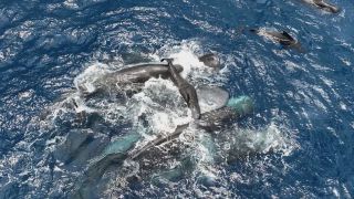 有片-抹香鯨極罕見分娩一刻-雌鯨組-接生團-輪流助BB換氣