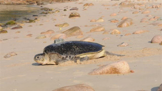 漁護署-保護綠海龜產卵-南丫島深灣4-1至10-31設限制區