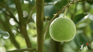 大美嶺南-茂名化州-鑒江山色-一果千年
