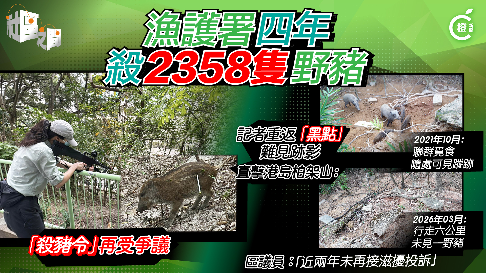 專題｜四年「殺豬令」捕殺逾2000隻豬 餘900餘隻 市民 議員促停止「見豬即殺」