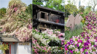 當代中國-4月賞花地圖-深圳何以到處是花