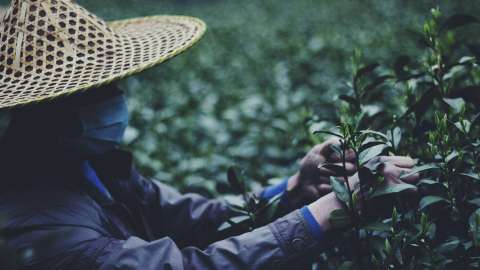 清明時節的舌尖風雅-呷一口明前春茶