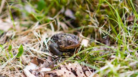 教育驚奇-聆聽晉惠帝的童心-李爾與周作人-十六