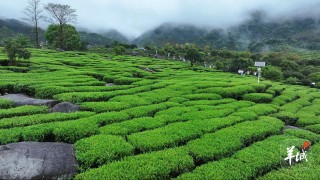大美嶺南-韶關羅坑-春茶初醒-好事發芽