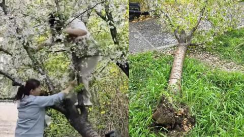 有片｜為拍照爬樹壓塌20年櫻花樹　當事女子認錯賠償　城管將處罰