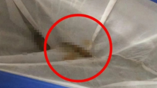 成都溫泉酒店裸泡湯池驚現-多坨糞便--消費者投訴店方未消毒即續用