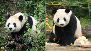 大熊貓-平平-和-福雙-由成都將赴美-入住亞特蘭大動物園