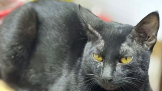 熱話-長沙灣雜貨店-貓店長-收舖後疑被偷走-主人-請歸還保證不追究