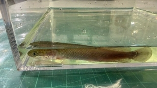 海關檢獲1366條走私巨骨舌魚-拘捕26歲跨境私家車司機