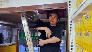 熱話-長沙灣貓店長-芝麻-遭抱走-事隔6日獲歸還平安回家