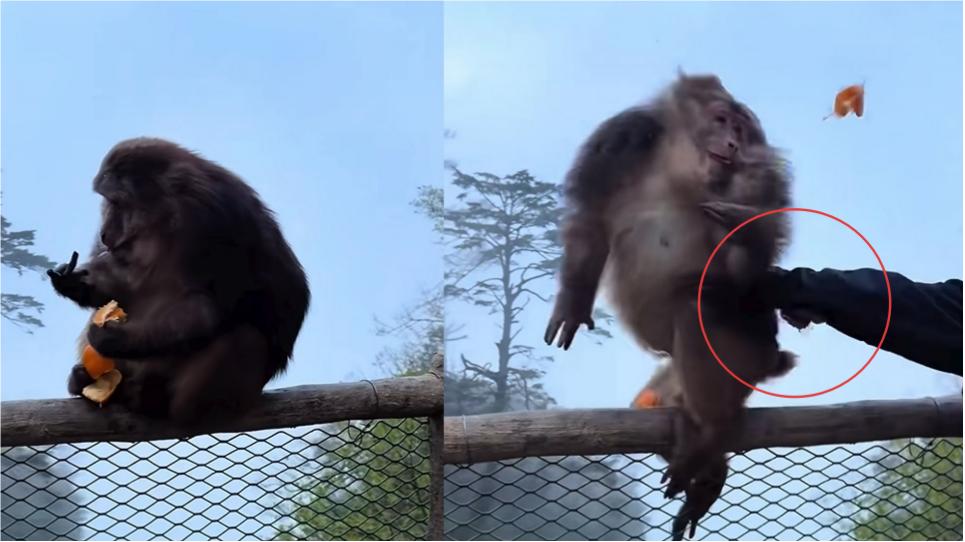有片｜男子峨眉山崖邊猛推藏酋猴惹公憤　景區通報：列入黑名單三年禁入