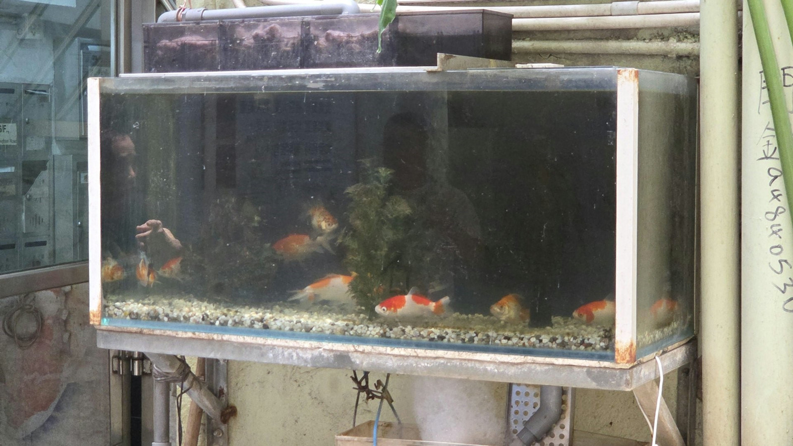 銅鑼灣疑現-虐魚-狂徒-倒洗衣粉入大廈魚缸-警列虐待動物處理