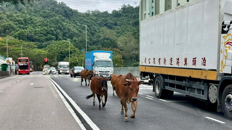 4黃牛葵涌和宜合道散步-網民貼圖提醒-小心牛牛出沒