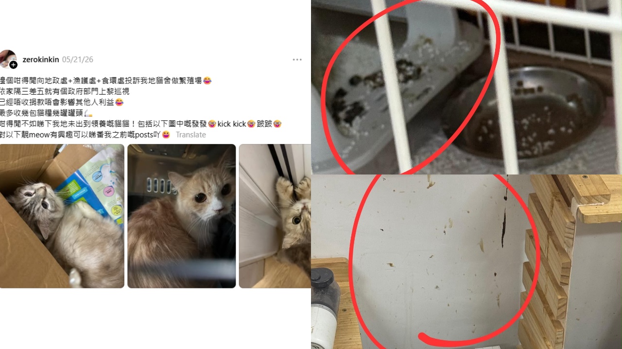 熱話-義工貓舍控網紅麻糬店投訴遭逼遷-內部環境照曝光輿論逆轉