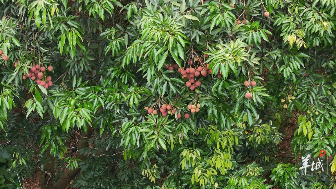 大美嶺南-行看百千萬-荔枝從盛夏一季到全年產業