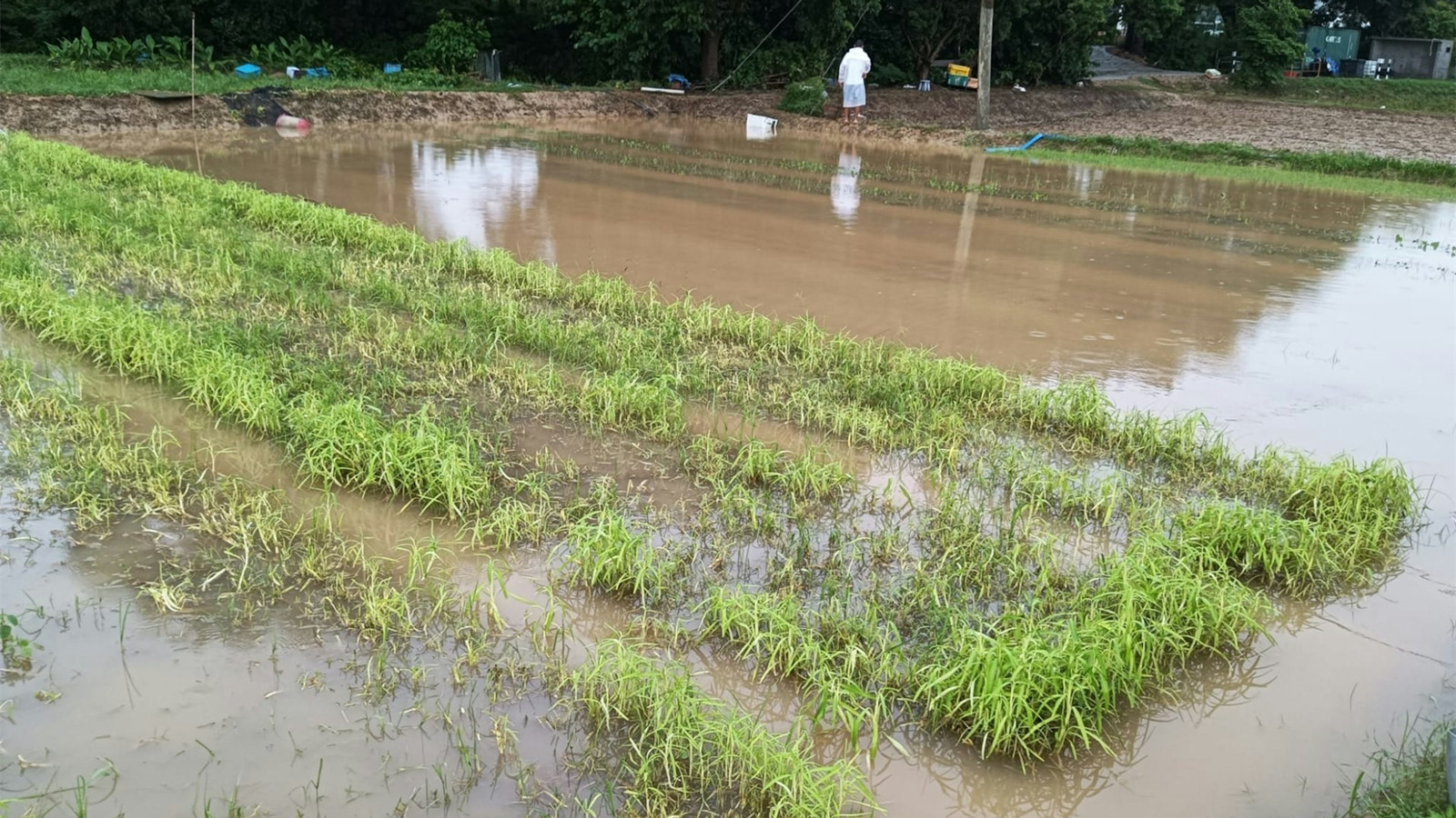 3百公頃新界農地受近日雨災影響-農戶明起可申請緊急救援基金