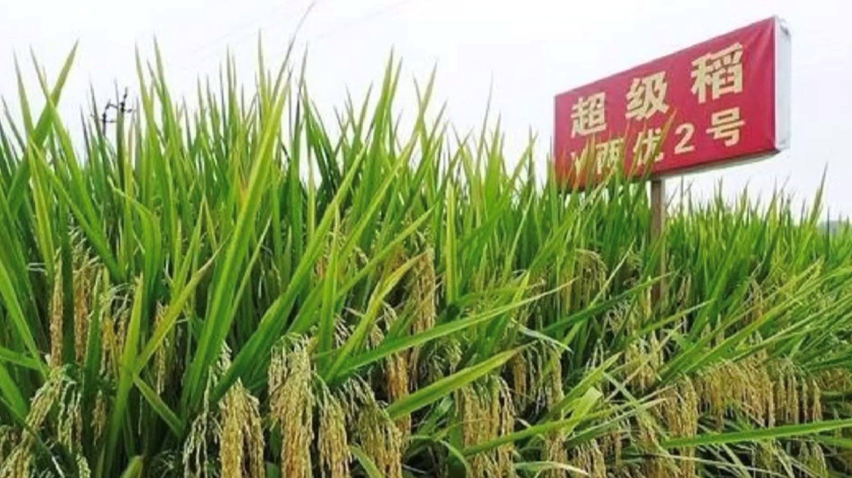 200萬粉絲網紅詆譭袁隆平成果-抖音-相關賬號散布不實信息已無限期封禁