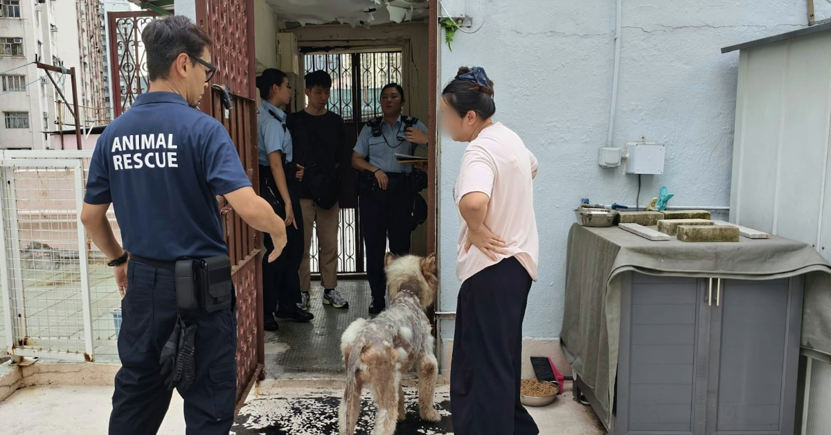 葵涌雪橇犬被綁天台曝曬毛髮稀疏-32歲女狗主涉虐畜被捕