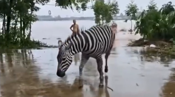 廣西貴港動物園逾百隻動物被洪水沖走-員工冒險鎖死猛獸區3獅子溺斃