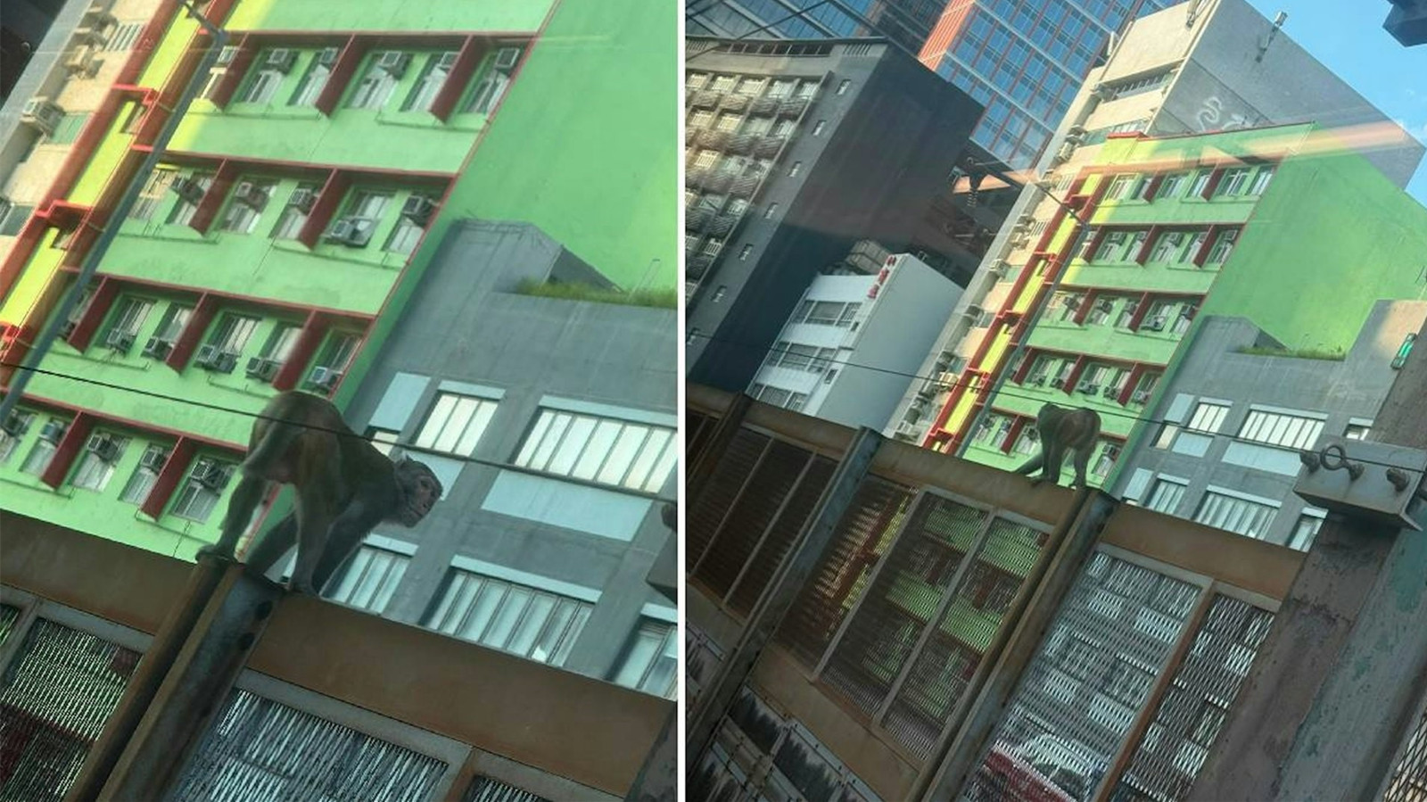 港鐵九龍灣站附近猴子闖路軌-觀塘線列車一度慢駛