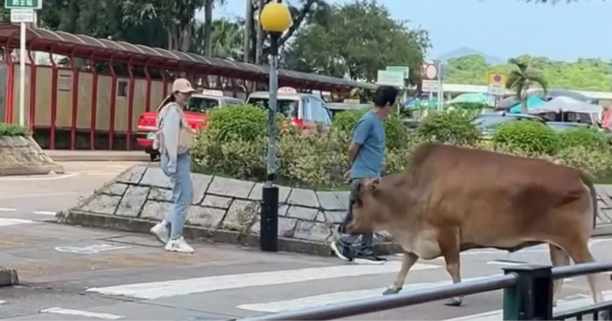 有片-西貢牛行斑馬線過馬路-網民讚守規距過人類