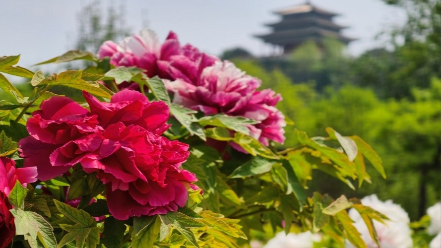 當代中國-中國國花是什麼花-很多人答錯