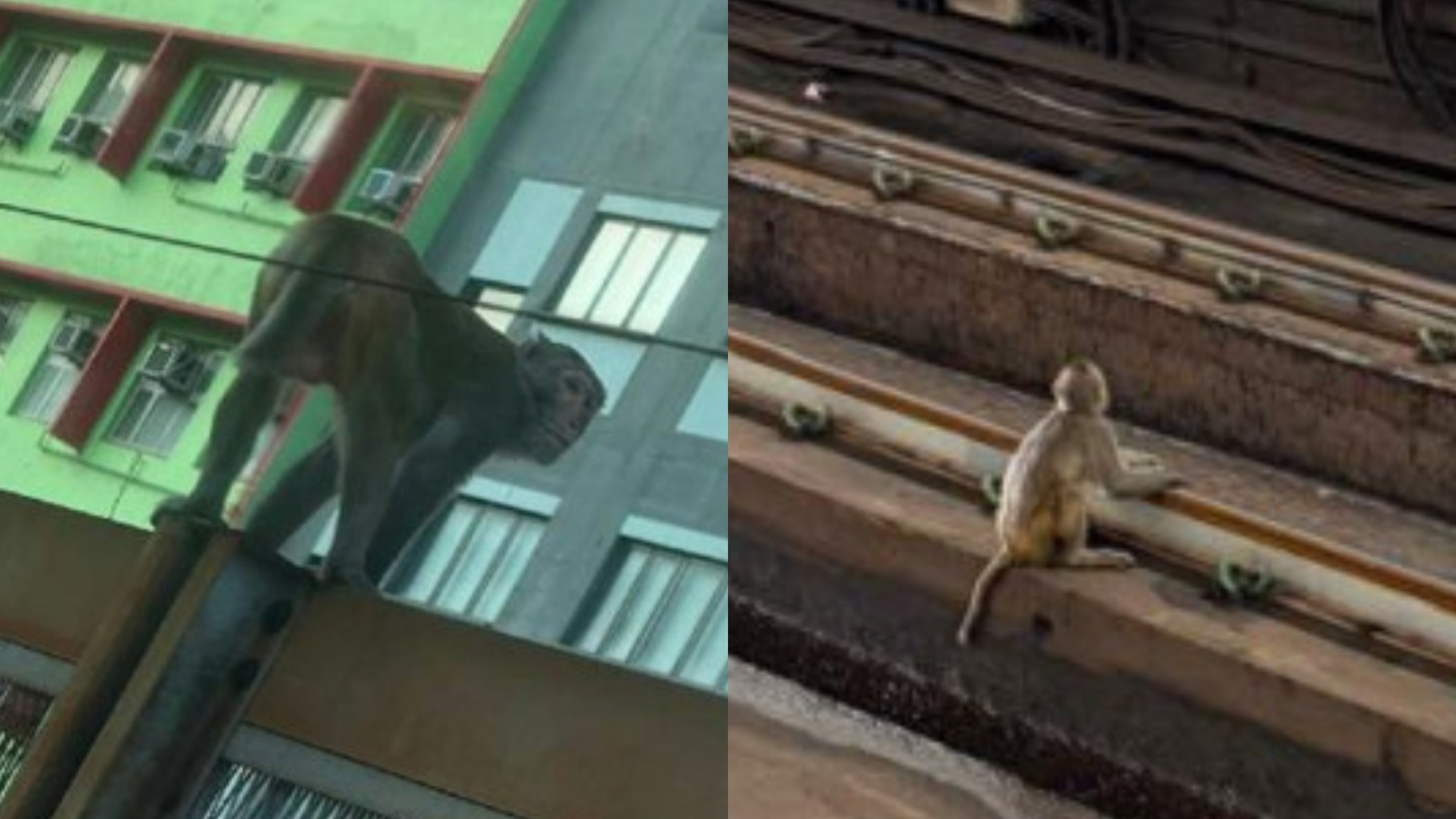 連續兩日有猴子現身港鐵站-漁護署-均已捕獲為成年雄性獼猴