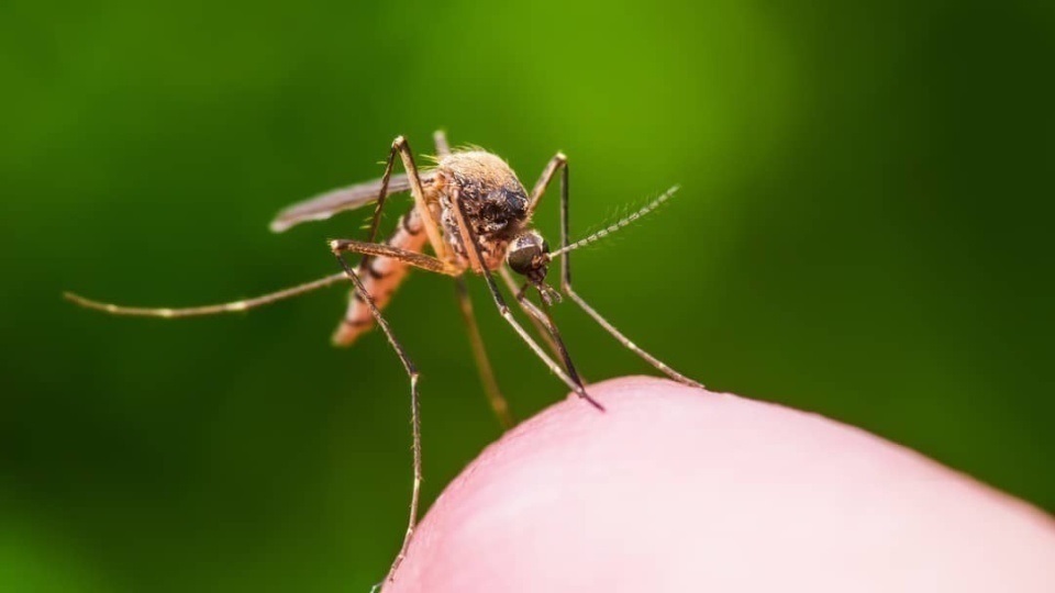 7月全港白紋伊蚊誘蚊器指數為9-6--食環署-顯示分布情況頗為廣泛