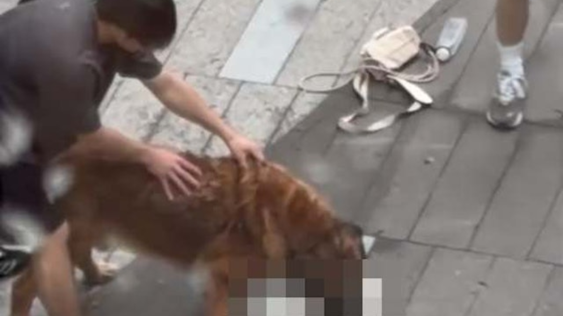 元朗狗咬狗-內地客見義勇為還原事發一刻-其實也擔心大狗扭頭咬我