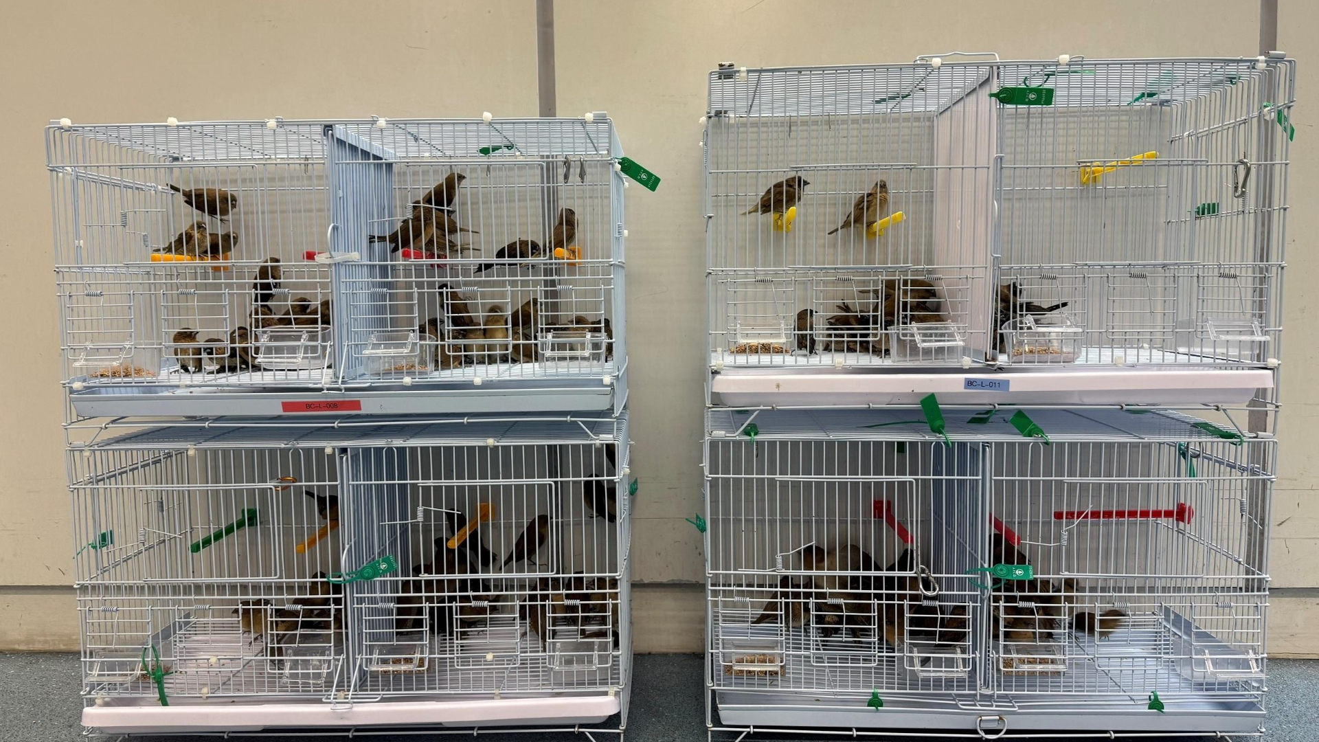 海關羅湖口岸拘2人-涉非法進口200隻活鳥