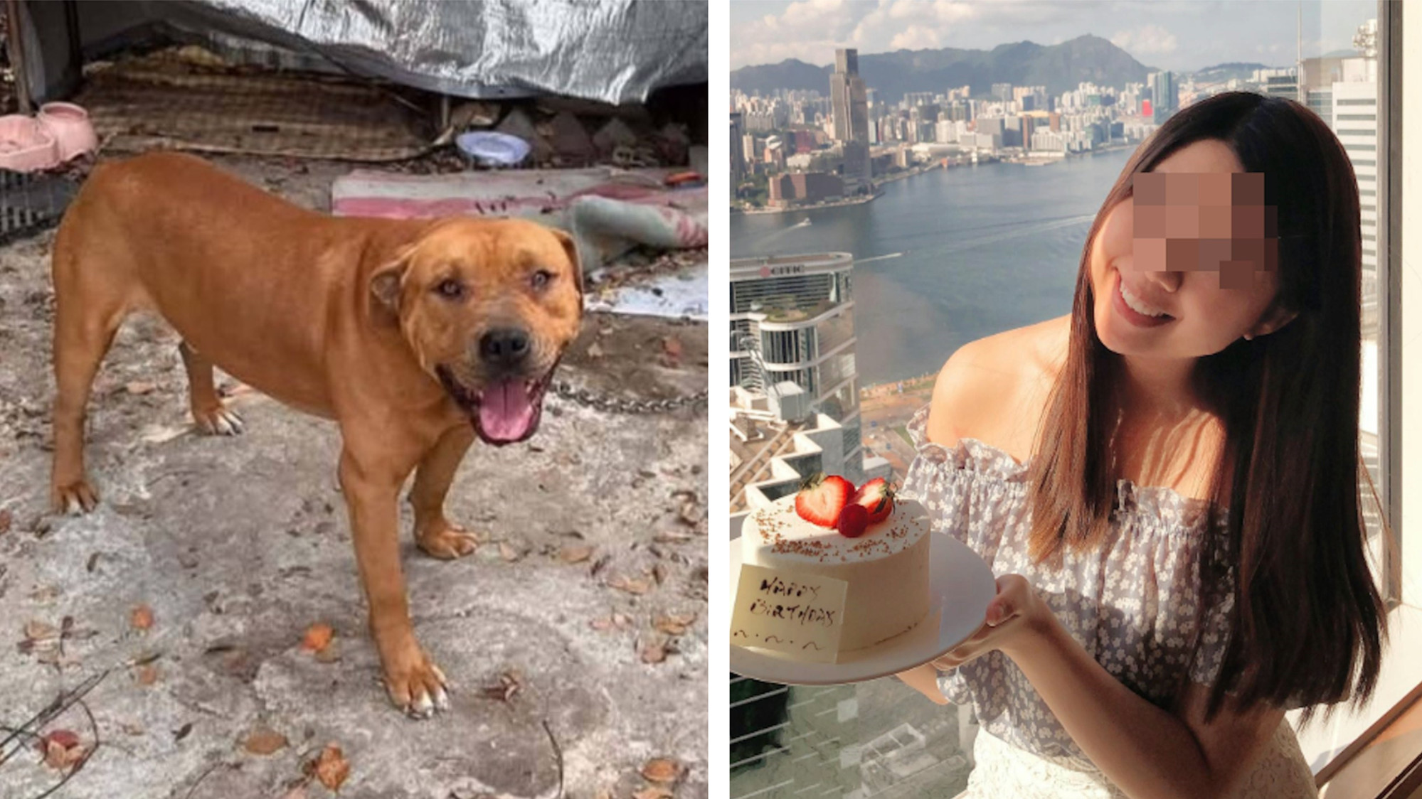 打鼓嶺狗咬死人-女死者後頸被牙齒刺穿-疑兇-太陽仔-曾長期被鐵鏈鎖住