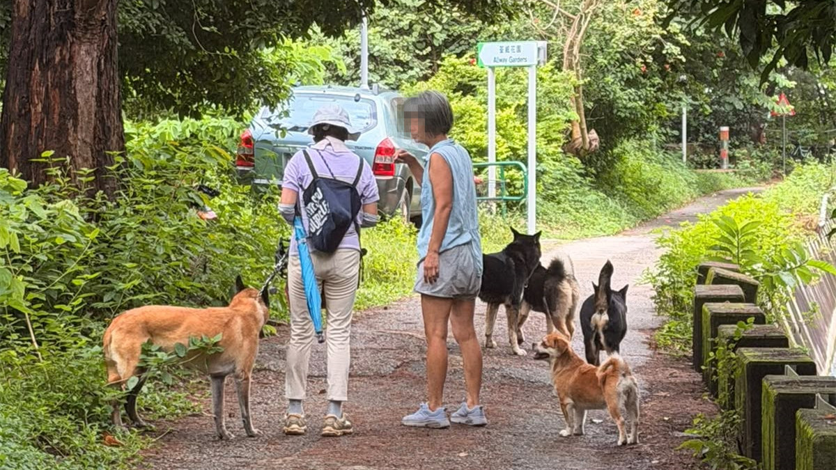 婦荃灣引水道遛狗-愛犬遭3無牽繩狗咬傷-涉事狗主不顧而去