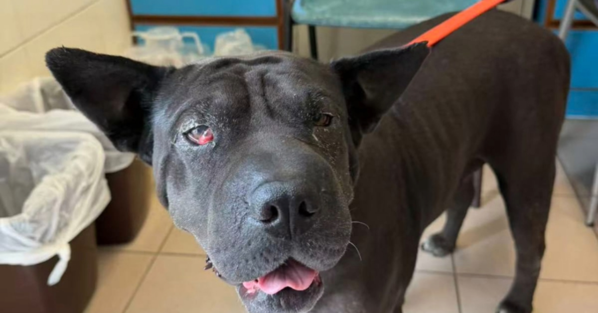 混種犬被漁護定為格鬥狗後遭棄養-動物義工稱會上訴指-匪夷所思