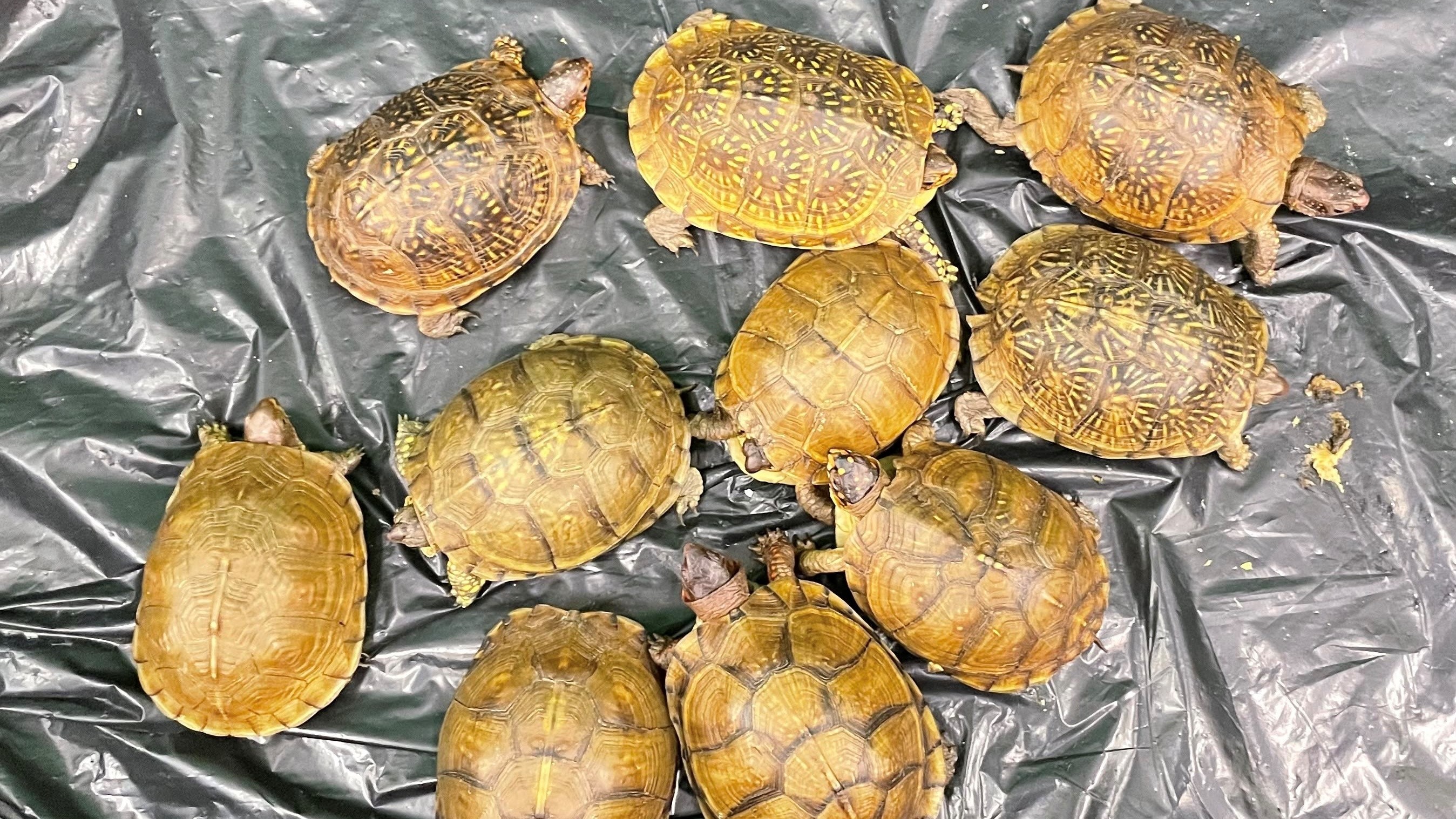美國寄港上衣包裹藏瀕危活龜-市值2萬元