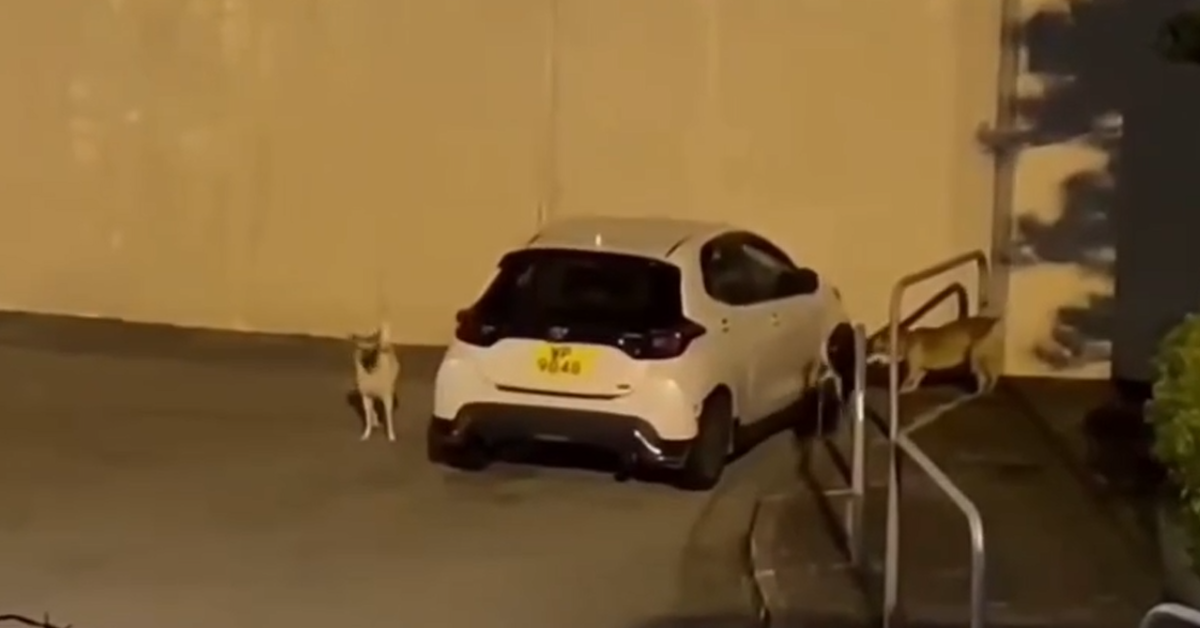 有片-屯門4狗拆車扯甩車頭泵把-警列-流浪動物-處理