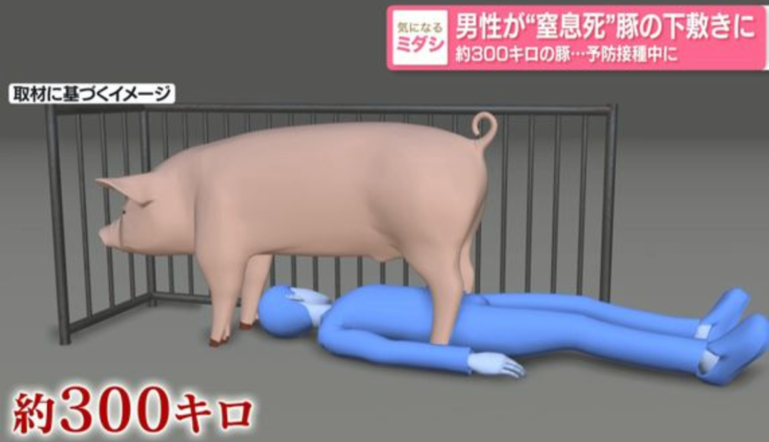 日本鹿兒島22歲員工給豬接種疫苗-被300公斤豬壓住身亡