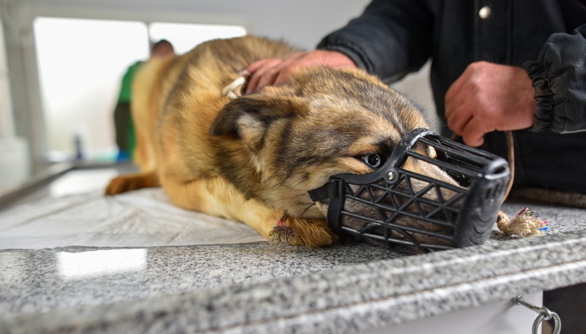 湖南一男子被狗咬後為省錢未打狂犬疫苗-一個多月後發病離世