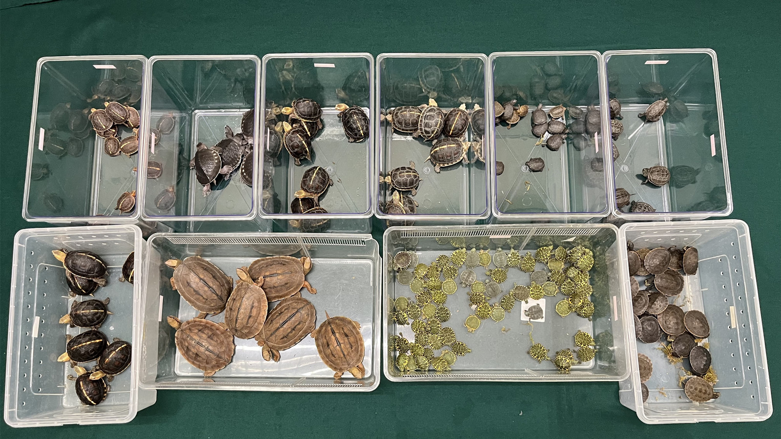 海關落馬洲截查77歲內地男-檢164隻活龜部分屬瀕危物種