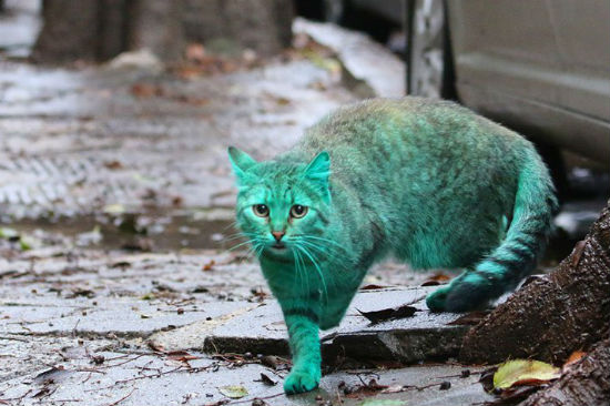 $!title_without_url!$