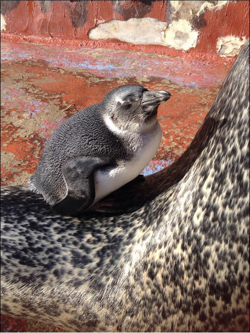 $!title_without_url!$