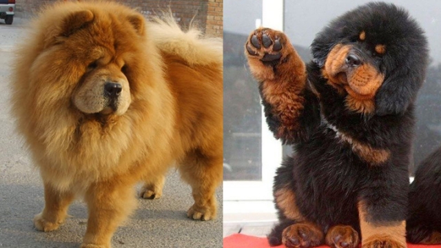 $!title_without_url!$