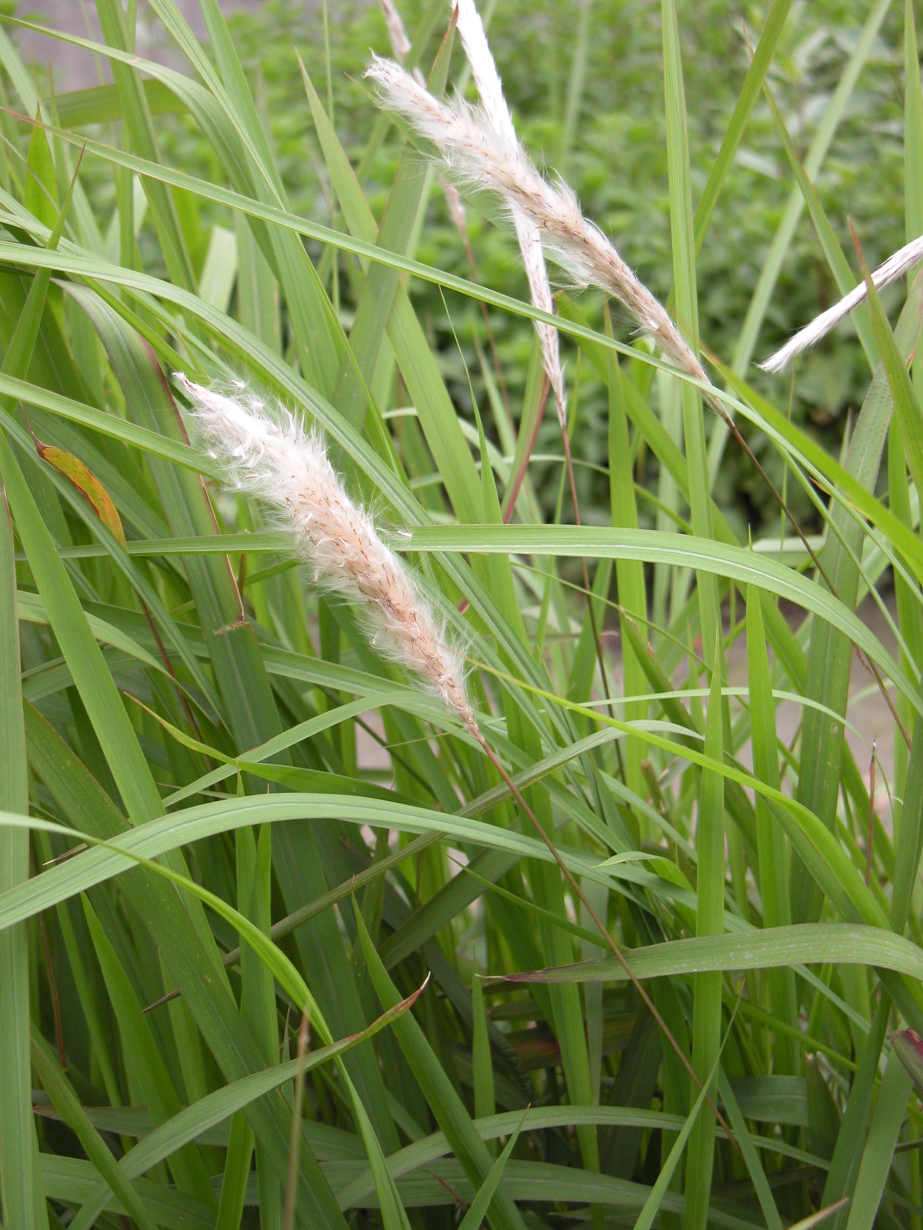 $!title_without_url!$