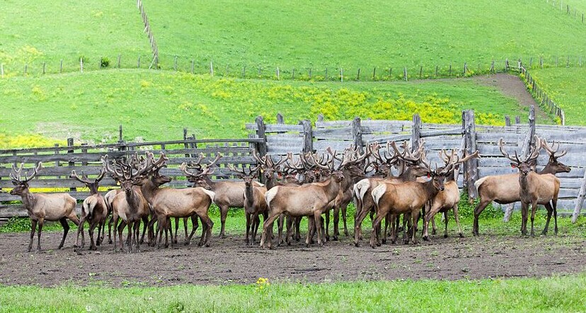 $!title_without_url!$