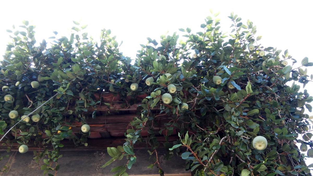 $!title_without_url!$