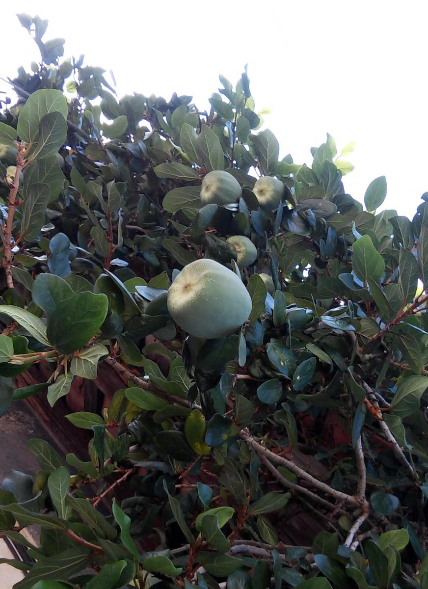 $!title_without_url!$