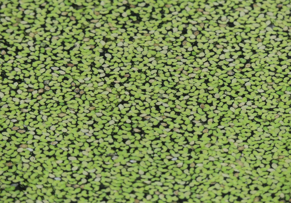 $!title_without_url!$