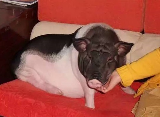 $!title_without_url!$