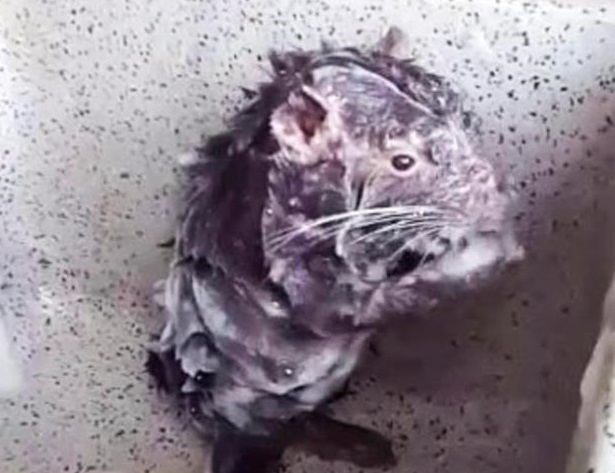 $!title_without_url!$