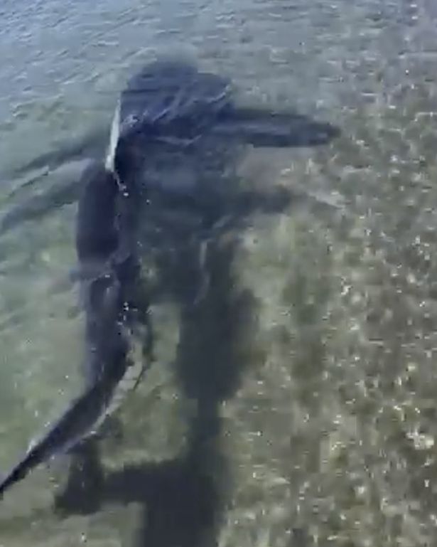 $!title_without_url!$