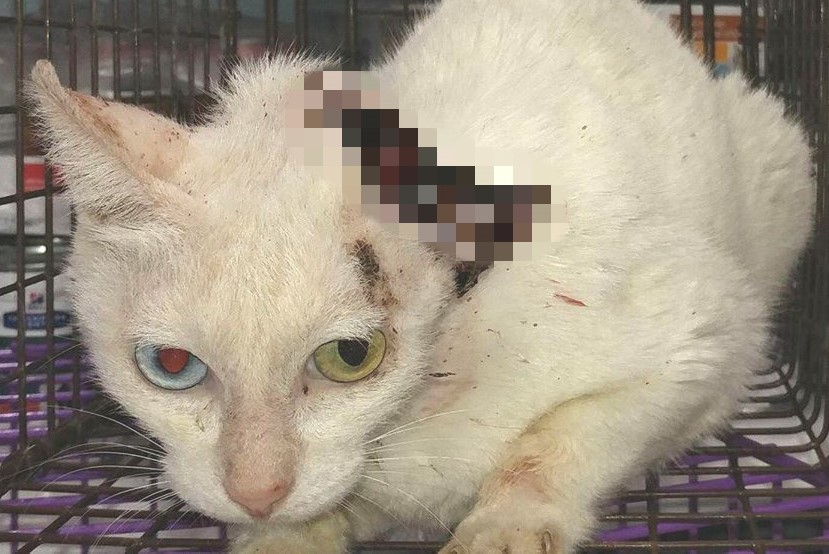 $!title_without_url!$